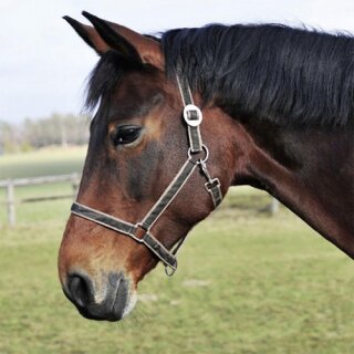 Halfter