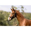 Eskadron Fohlenhalfter