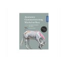 Anatomie - Gymnastierzierung - Muskelaufbau